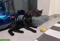 Europäische Katzen, Kater & Kätzin zur Adoption
