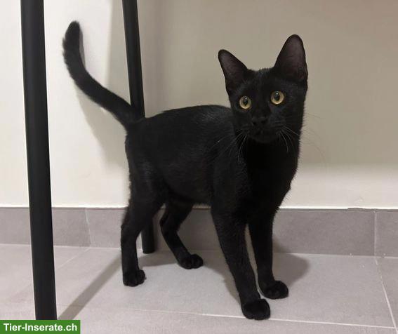 Bild 2: Europäische Katzen, Kater & Kätzin zur Adoption