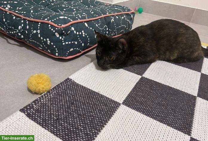 Bild 3: Europäische Katzen, Kater & Kätzin zur Adoption