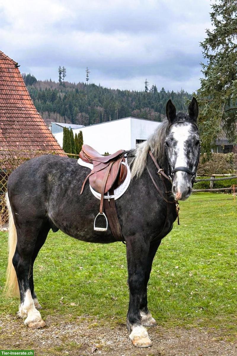 Schwerer Warmblut Wallach, 5-jährig, geritten/gefahren, sehr lieb