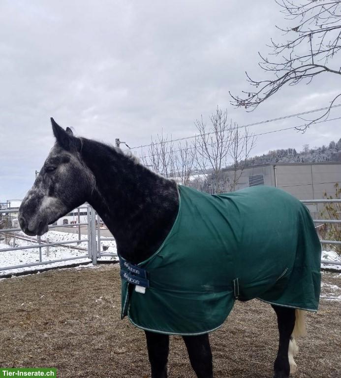 Bild 2: Schwerer Warmblut Wallach, 5-jährig, geritten/gefahren, sehr lieb