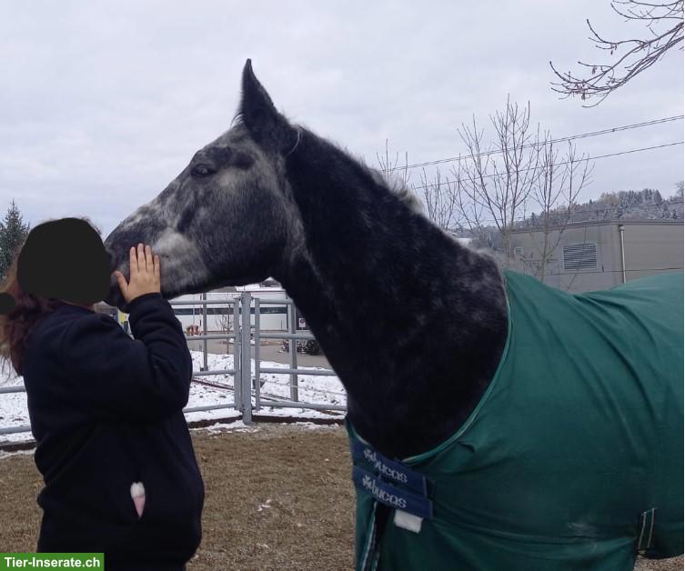 Bild 3: Schwerer Warmblut Wallach, 5-jährig, geritten/gefahren, sehr lieb