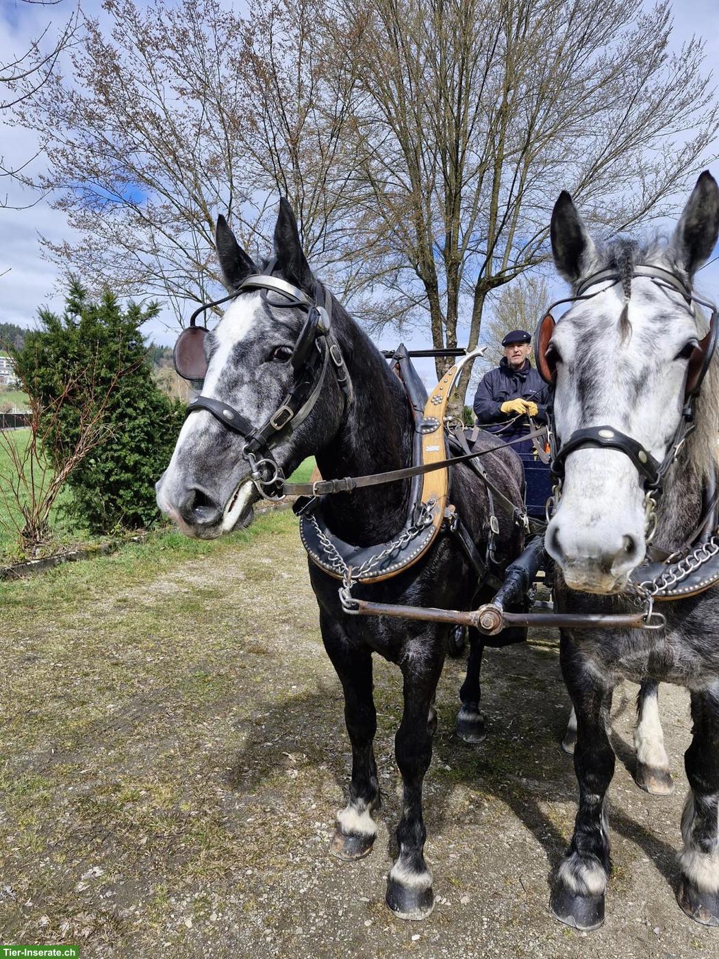 Bild 4: Schwerer Warmblut Wallach, 5-jährig, geritten/gefahren, sehr lieb