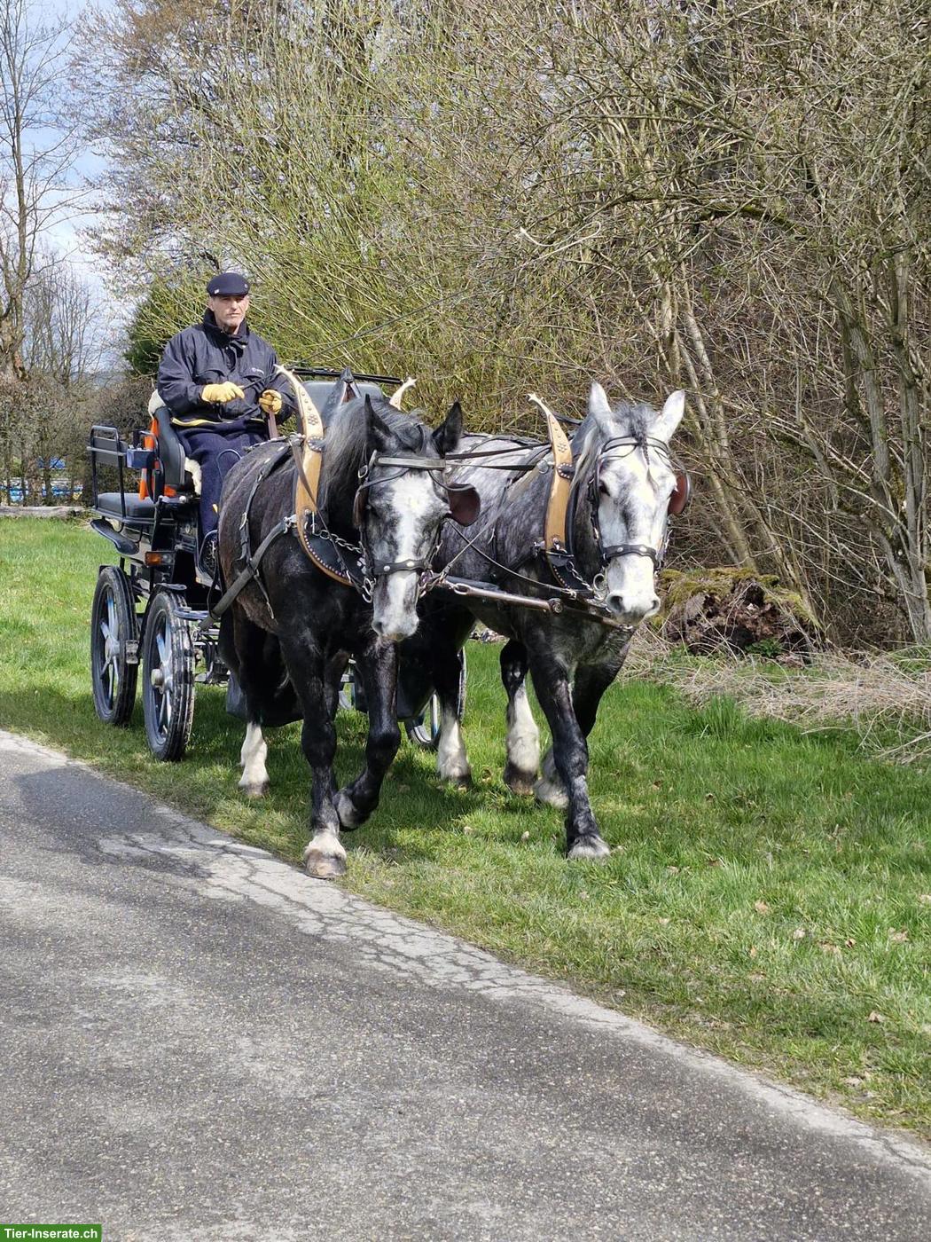 Bild 5: Schwerer Warmblut Wallach, 5-jährig, geritten/gefahren, sehr lieb