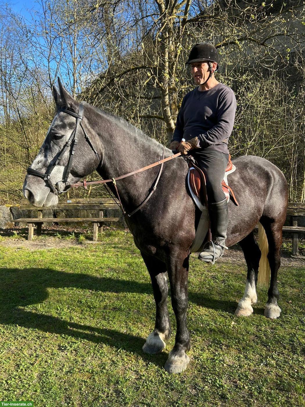 Bild 6: Schwerer Warmblut Wallach, 5-jährig, geritten/gefahren, sehr lieb