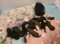 Großpudel Welpen in brindle, brindle point, braun tan und black tan