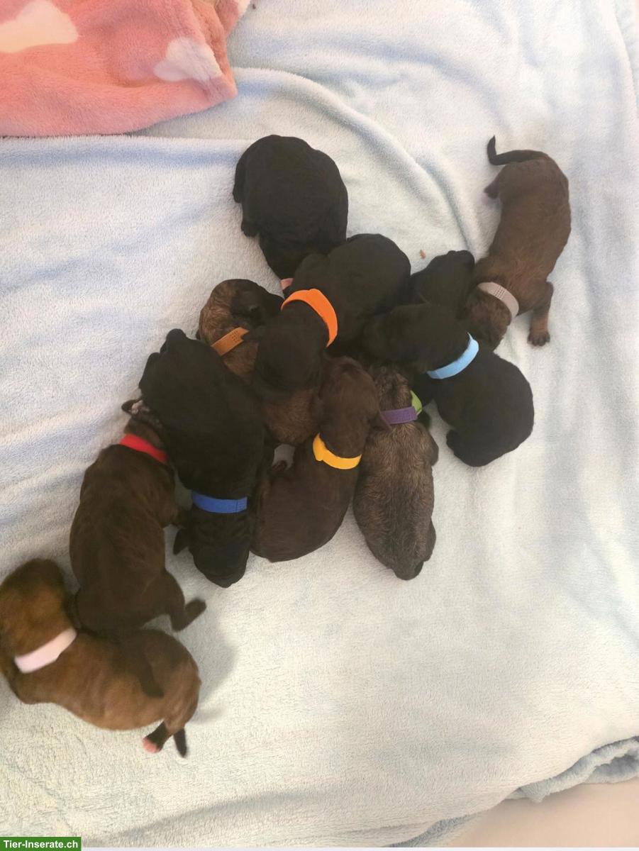 Bild 2: Großpudel Welpen in brindle, brindle point, braun tan und black tan