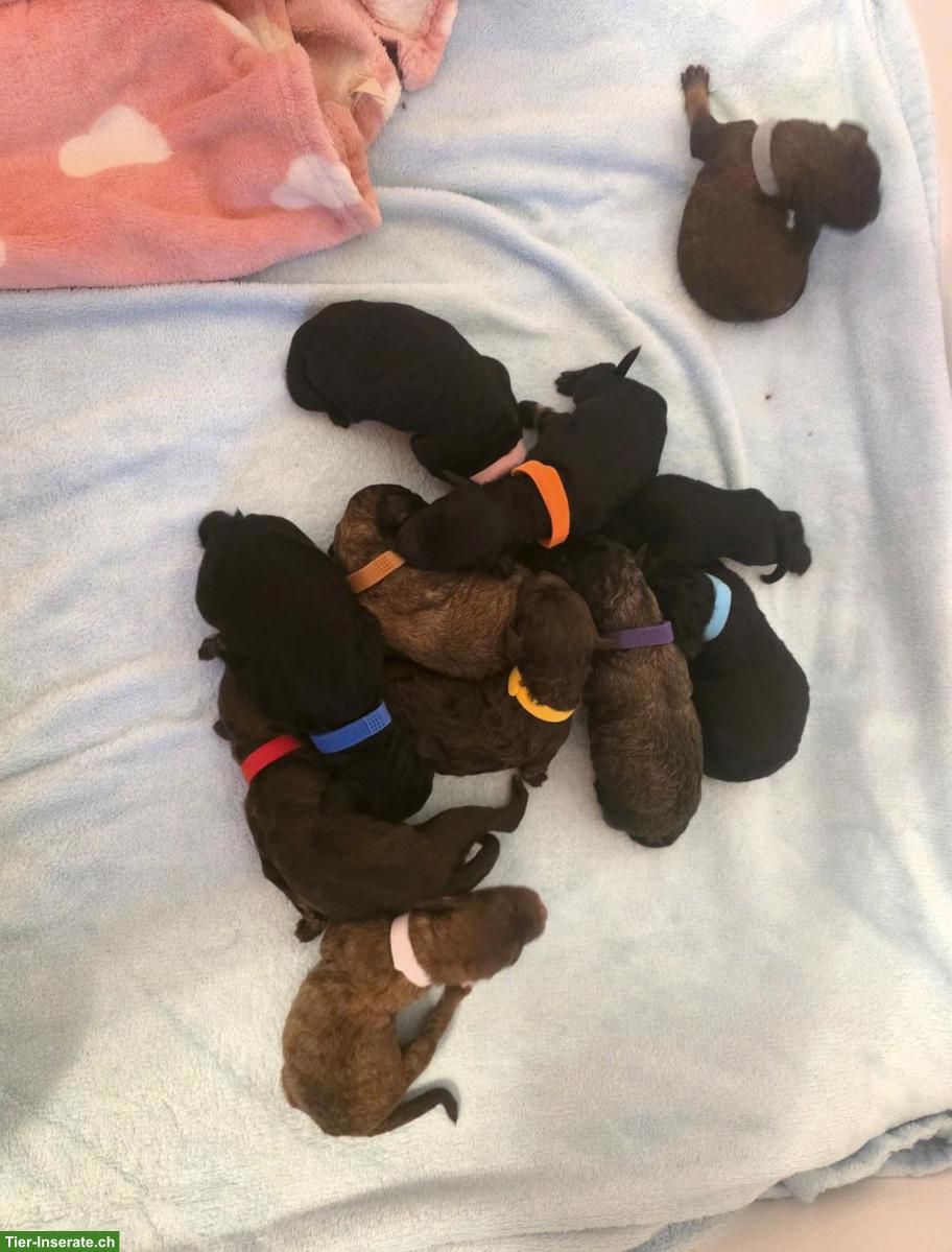 Bild 4: Großpudel Welpen in brindle, brindle point, braun tan und black tan