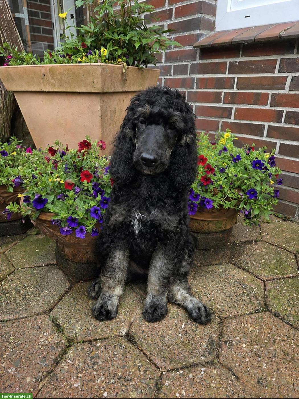 Bild 5: Großpudel Welpen in brindle, brindle point, braun tan und black tan