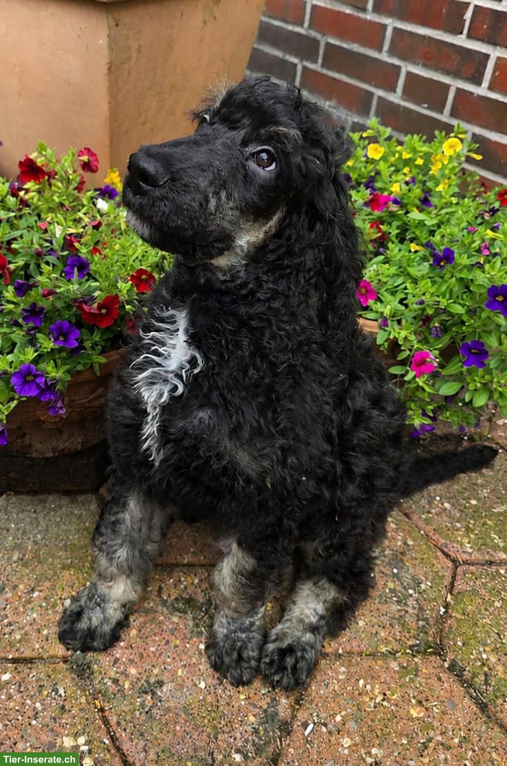 Bild 7: Großpudel Welpen in brindle, brindle point, braun tan und black tan