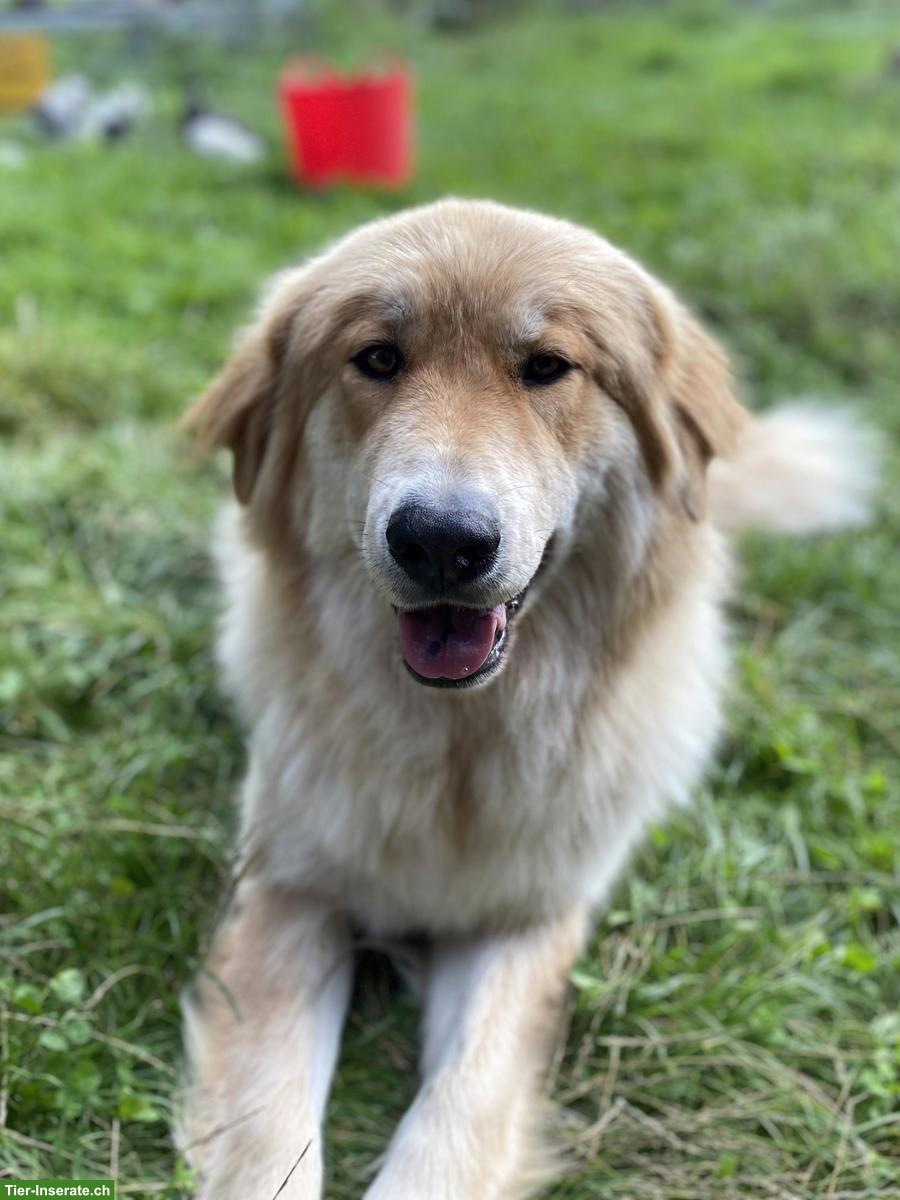 Pastore della Sila / Kalabrische Hirtenhunde Sila