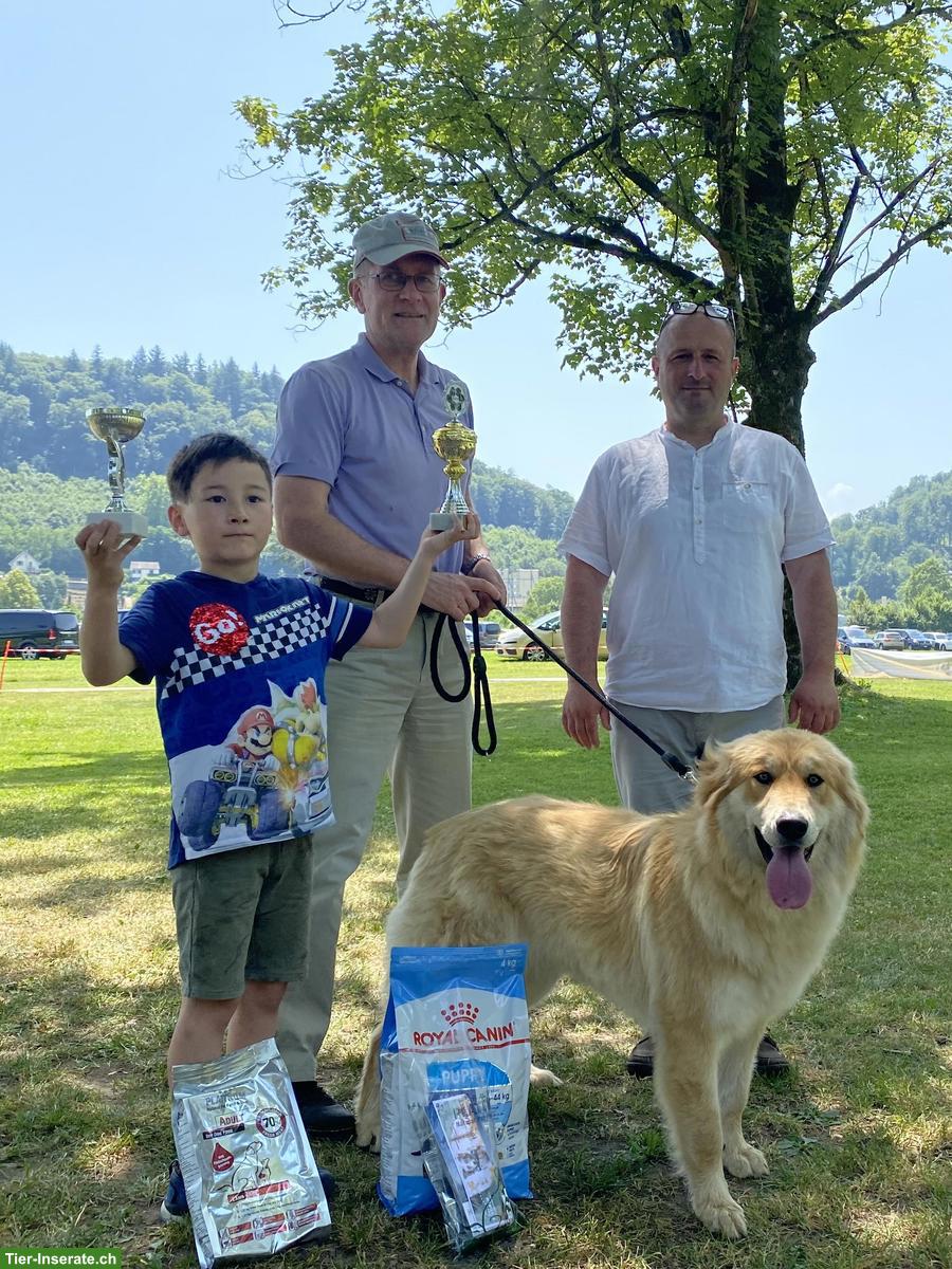 Bild 2: Pastore della Sila / Kalabrische Hirtenhunde Sila