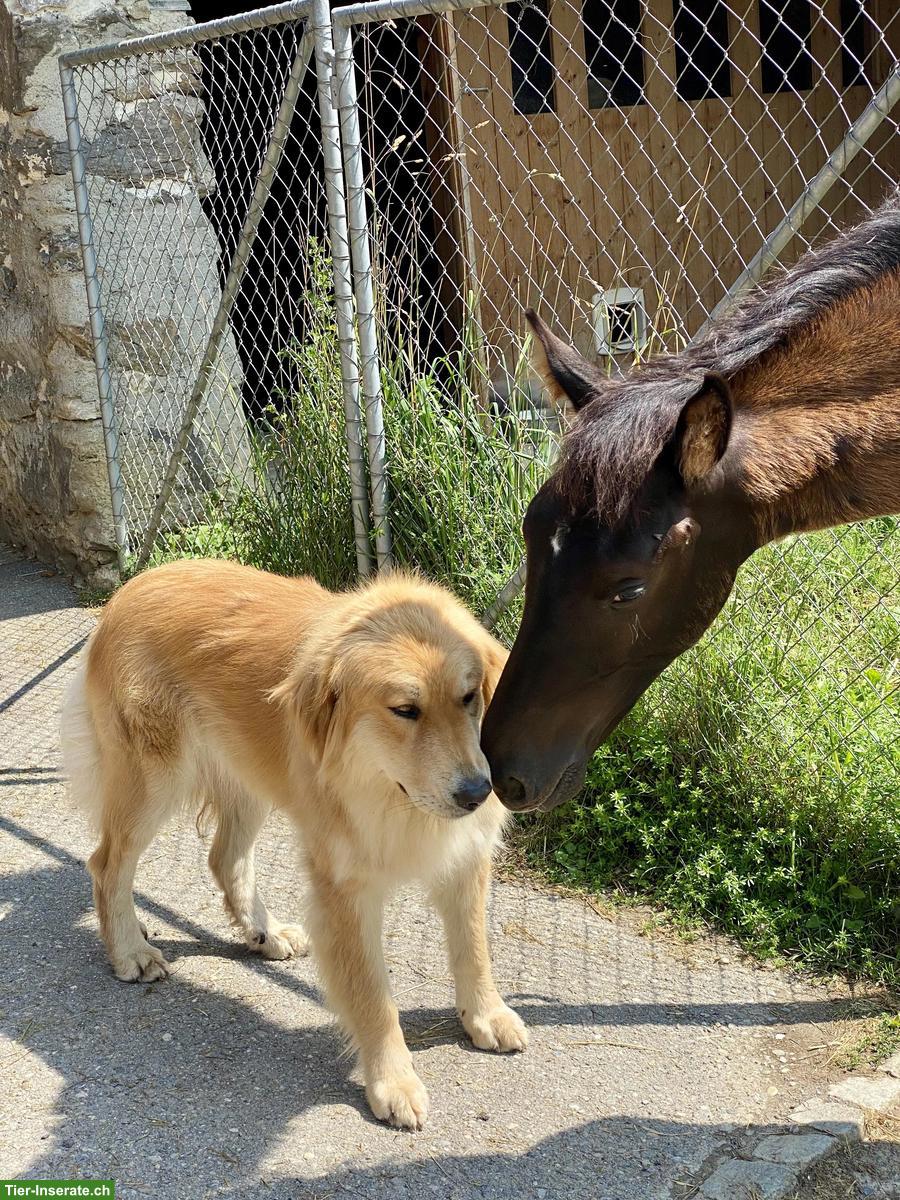 Bild 3: Pastore della Sila / Kalabrische Hirtenhunde Sila