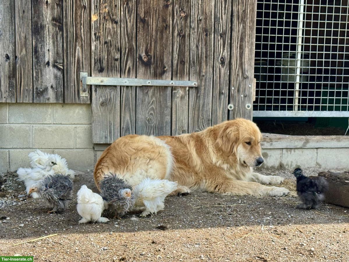 Bild 4: Pastore della Sila / Kalabrische Hirtenhunde Sila