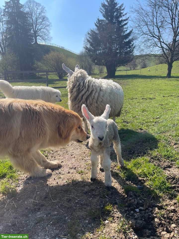Bild 5: Pastore della Sila / Kalabrische Hirtenhunde Sila