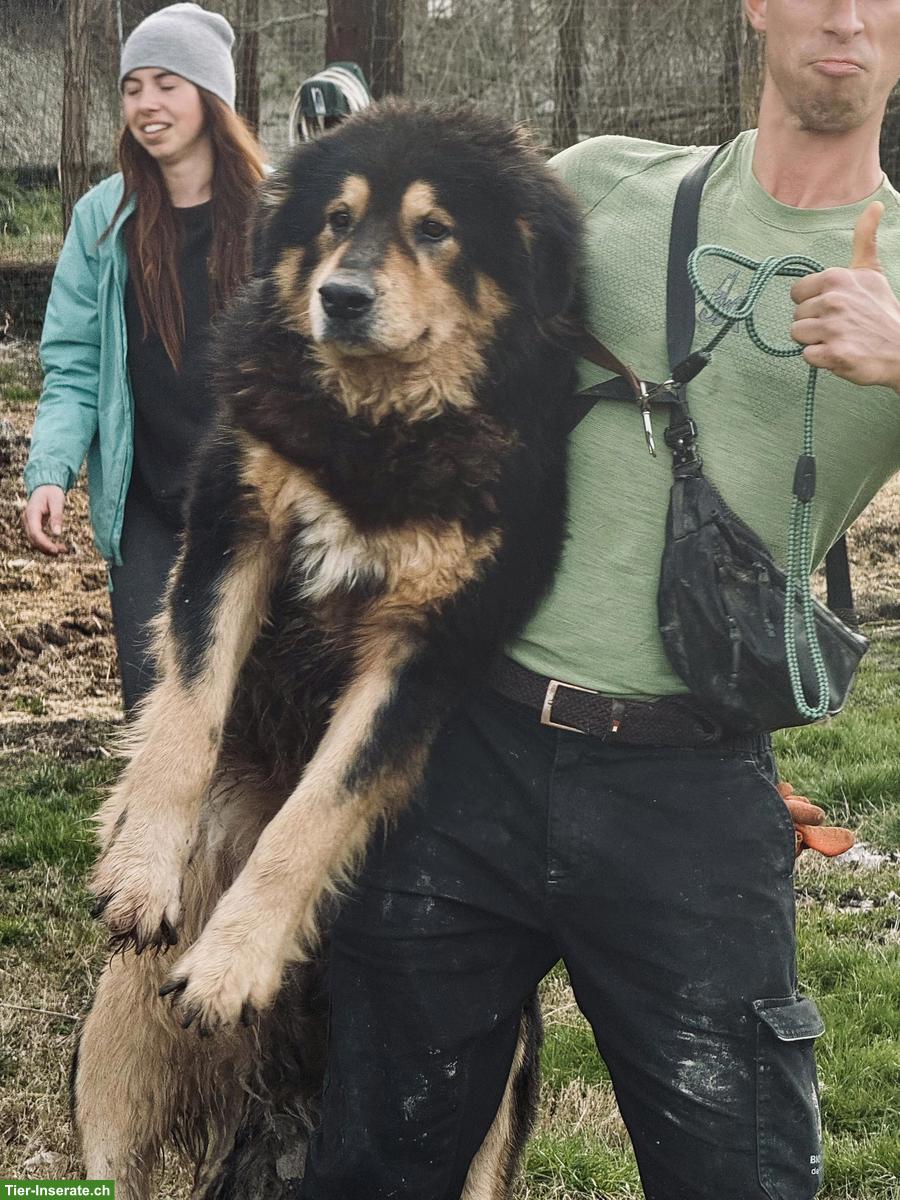 Bild 6: Pastore della Sila / Kalabrische Hirtenhunde Sila