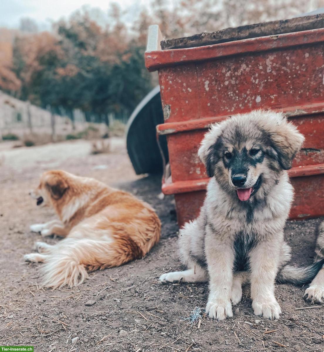 Bild 7: Pastore della Sila / Kalabrische Hirtenhunde Sila