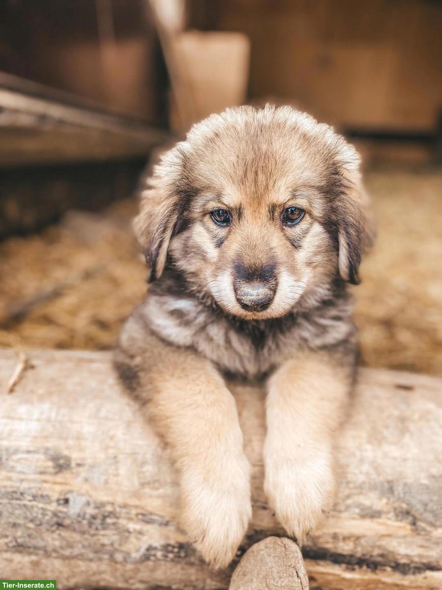 Bild 8: Pastore della Sila / Kalabrische Hirtenhunde Sila