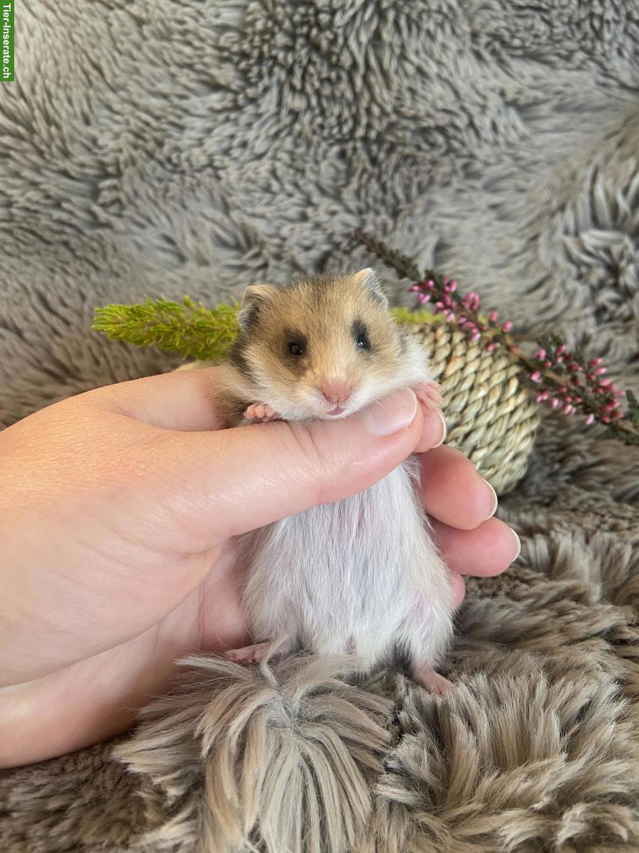 Handzahme Teddyhamster Babys | Wurfankündigung