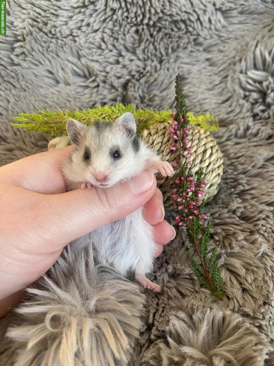 Bild 2: Handzahme Teddyhamster Babys | Wurfankündigung