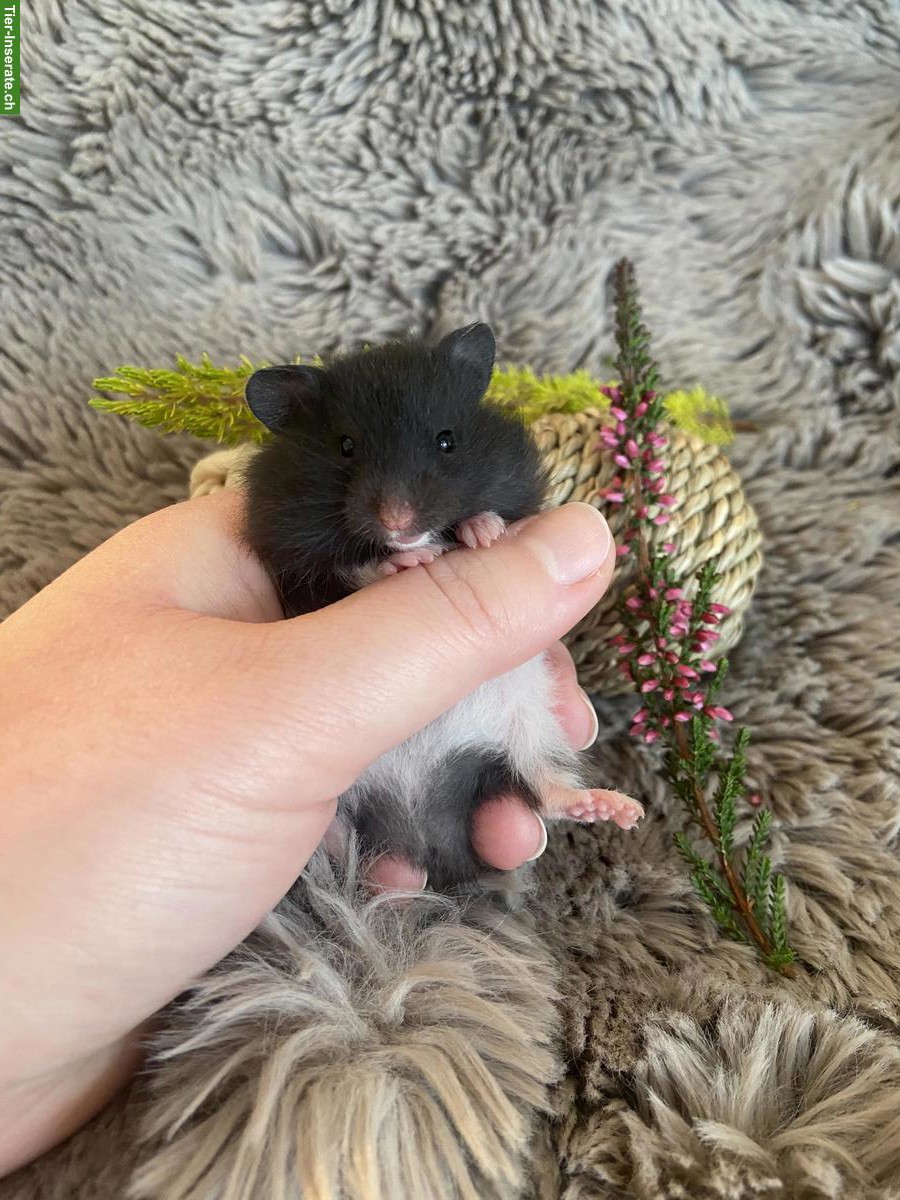 Bild 3: Handzahme Teddyhamster Babys | Wurfankündigung