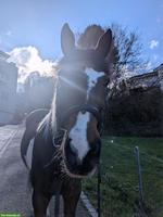 Reitbeteiligung für Irländer Stute, Rheineck SG