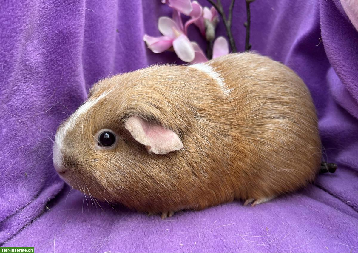 Ältere Meerschweinchen aus unserer Hobbyzucht