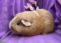 Ältere Meerschweinchen aus unserer Hobbyzucht