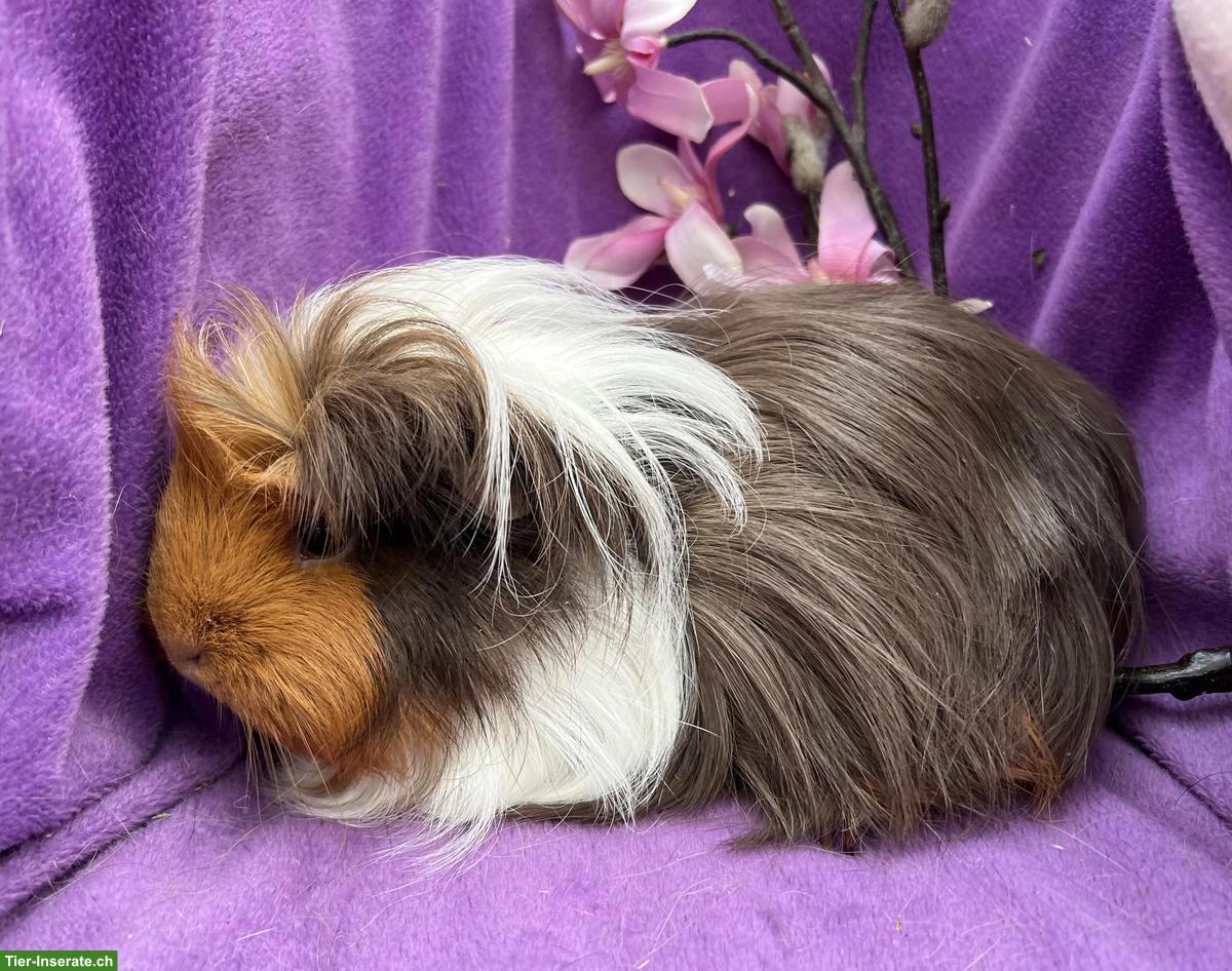 Bild 2: Ältere Meerschweinchen aus unserer Hobbyzucht