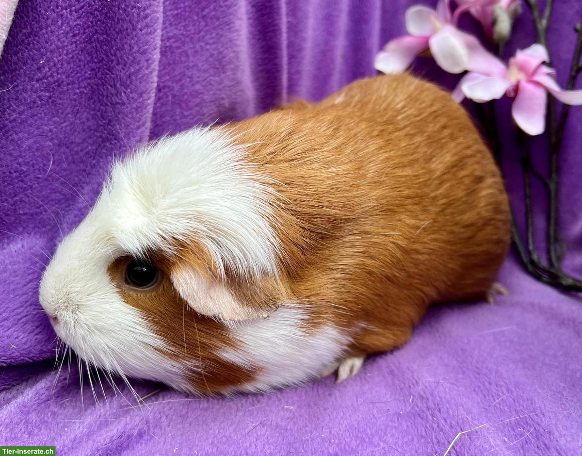 Bild 3: Ältere Meerschweinchen aus unserer Hobbyzucht