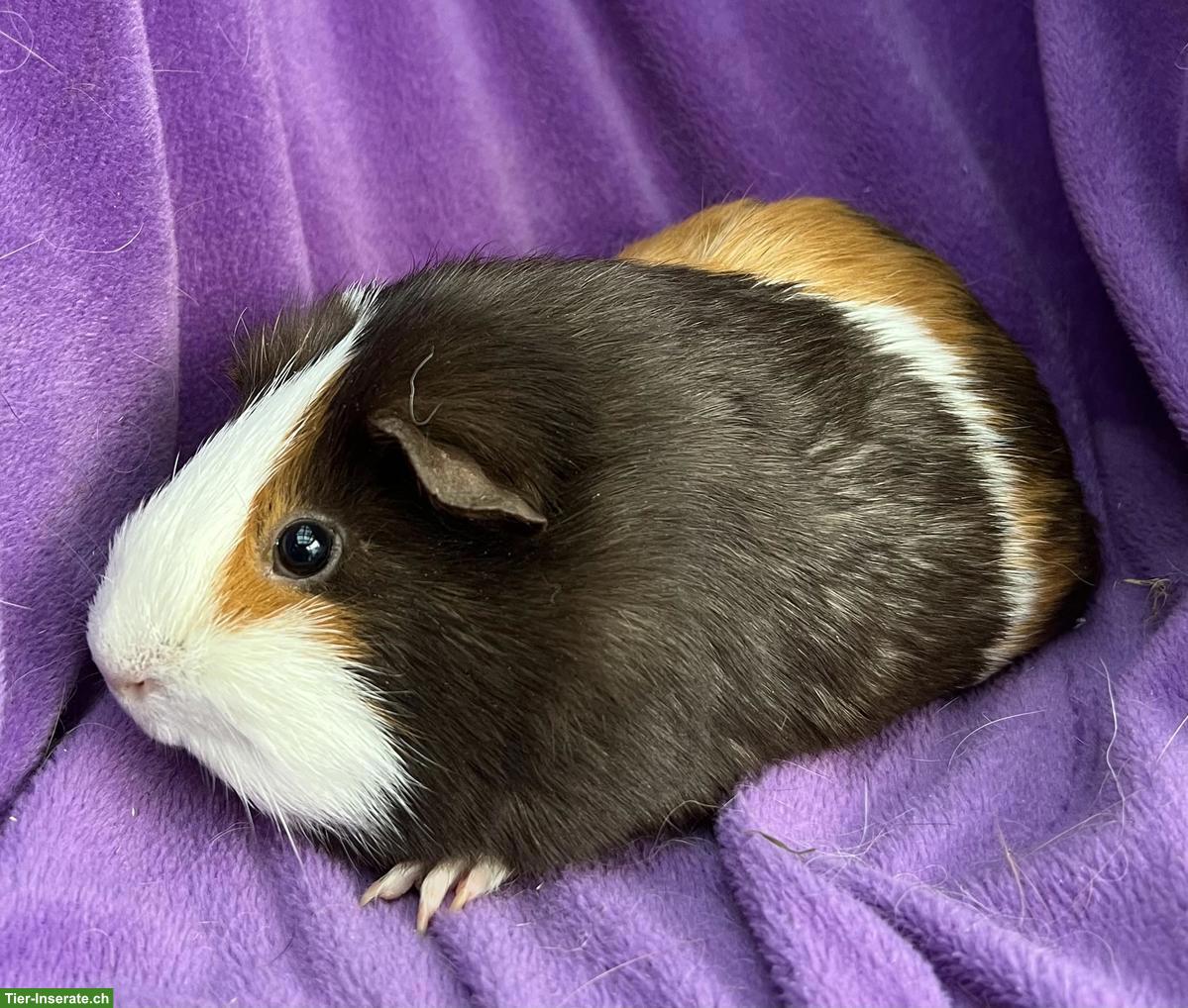 Bild 4: Ältere Meerschweinchen aus unserer Hobbyzucht