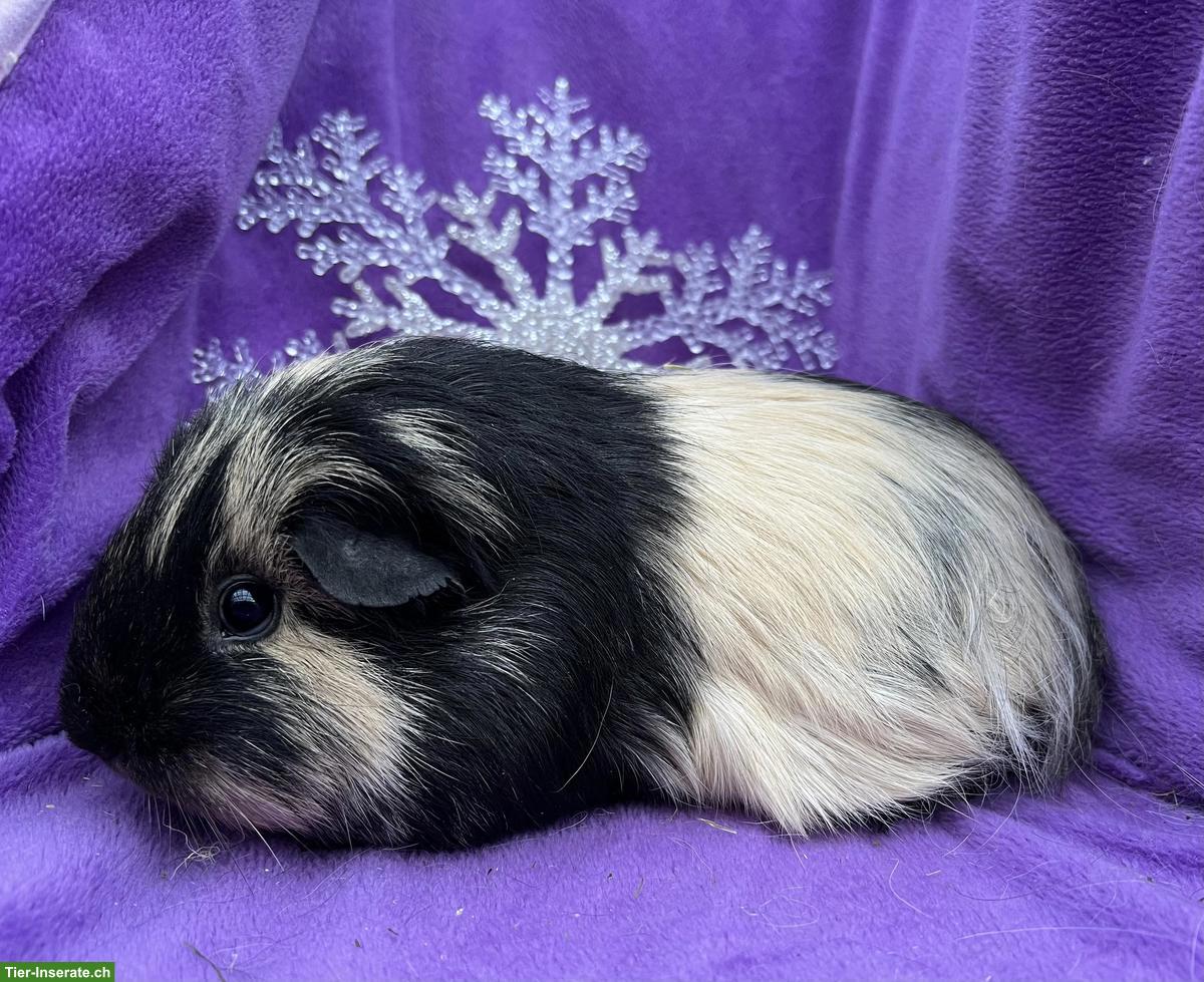 Bild 5: Ältere Meerschweinchen aus unserer Hobbyzucht