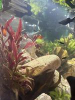 Black Molly Jungtiere circa 4 Wochen alt