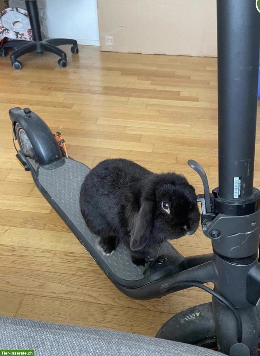 Zwergwidder Kaninchen sucht Weibchen zum Decken