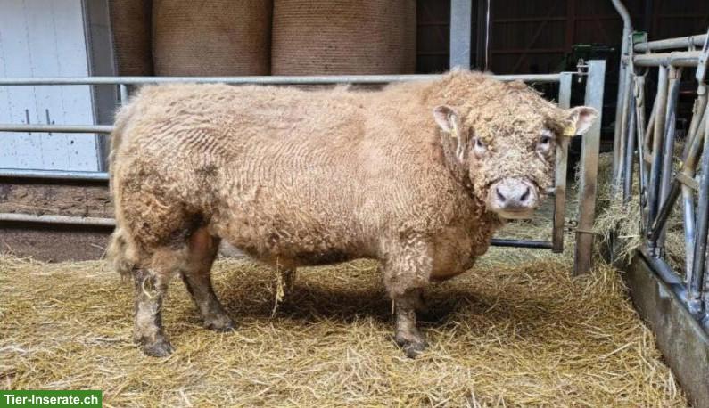 Galloway Muni zu vermieten, ab September 2026