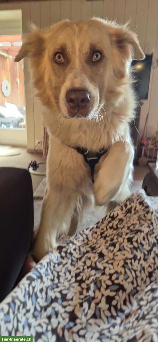 Rüde Simba - ein herzensguter Riese sucht seinen „Ankerplatz“