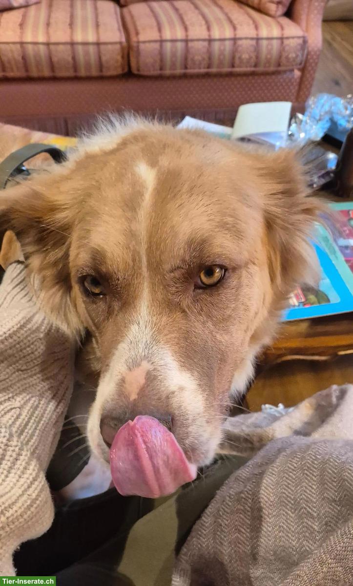 Bild 10: Rüde Simba - ein herzensguter Riese sucht seinen „Ankerplatz“