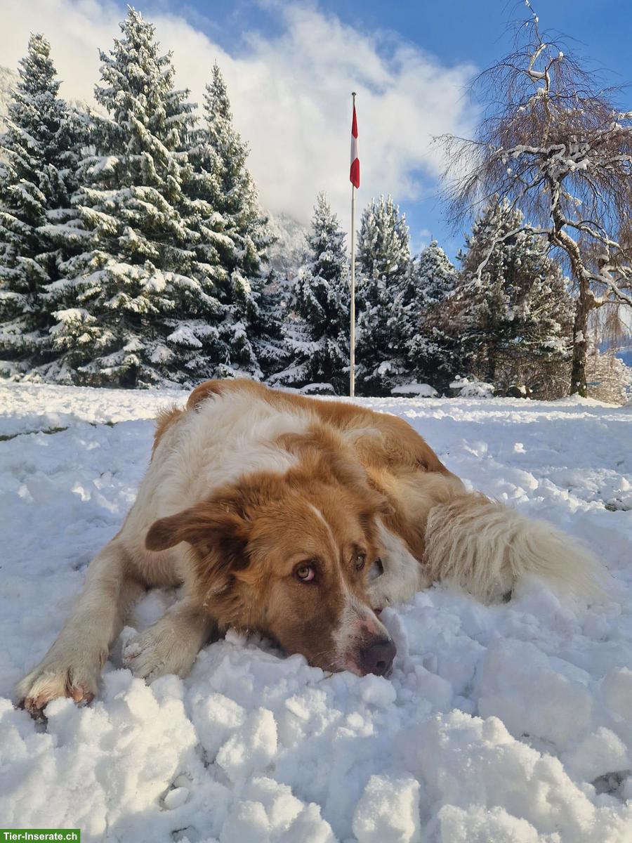 Bild 2: Rüde Simba - ein herzensguter Riese sucht seinen „Ankerplatz“