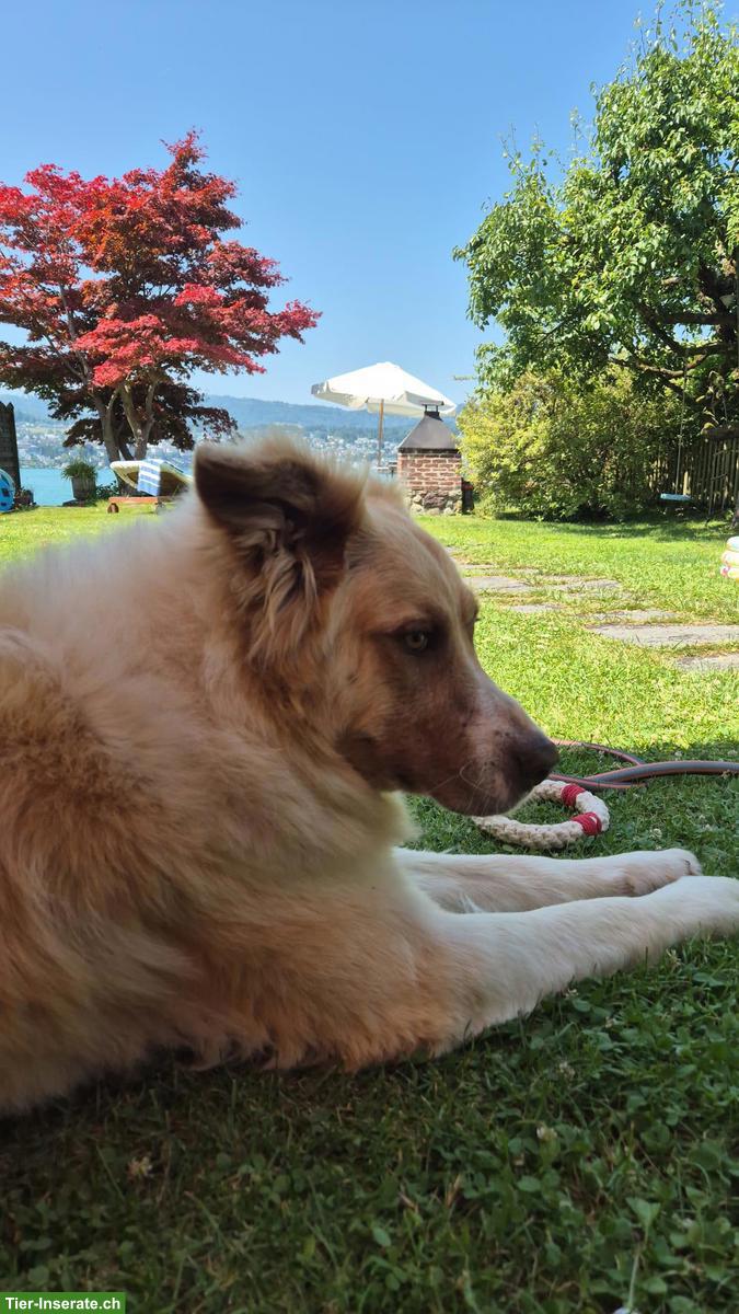 Bild 4: Rüde Simba - ein herzensguter Riese sucht seinen „Ankerplatz“