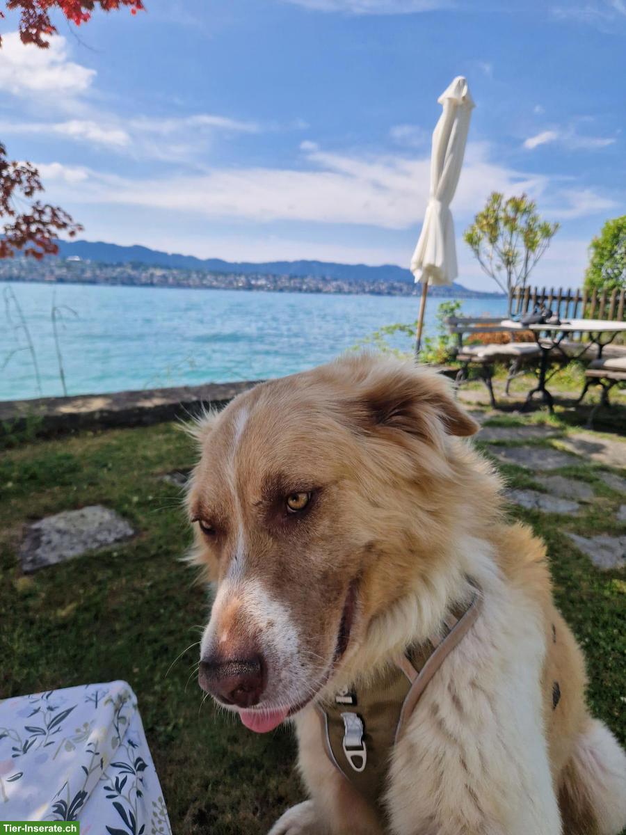 Bild 5: Rüde Simba - ein herzensguter Riese sucht seinen „Ankerplatz“