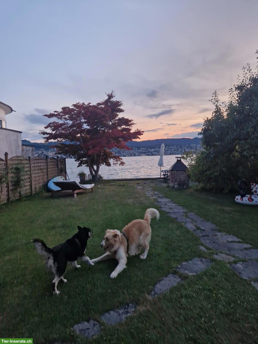 Bild 6: Rüde Simba - ein herzensguter Riese sucht seinen „Ankerplatz“