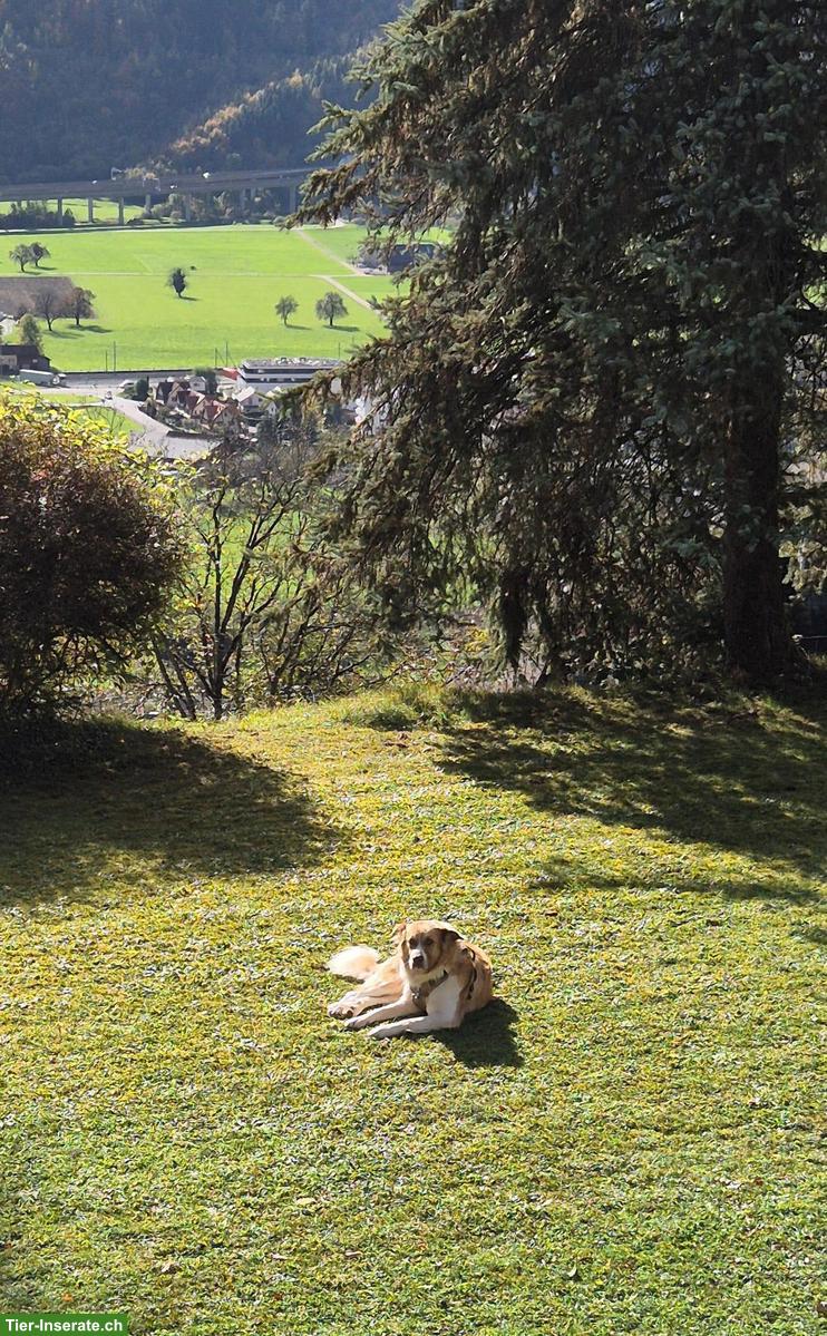 Bild 7: Rüde Simba - ein herzensguter Riese sucht seinen „Ankerplatz“