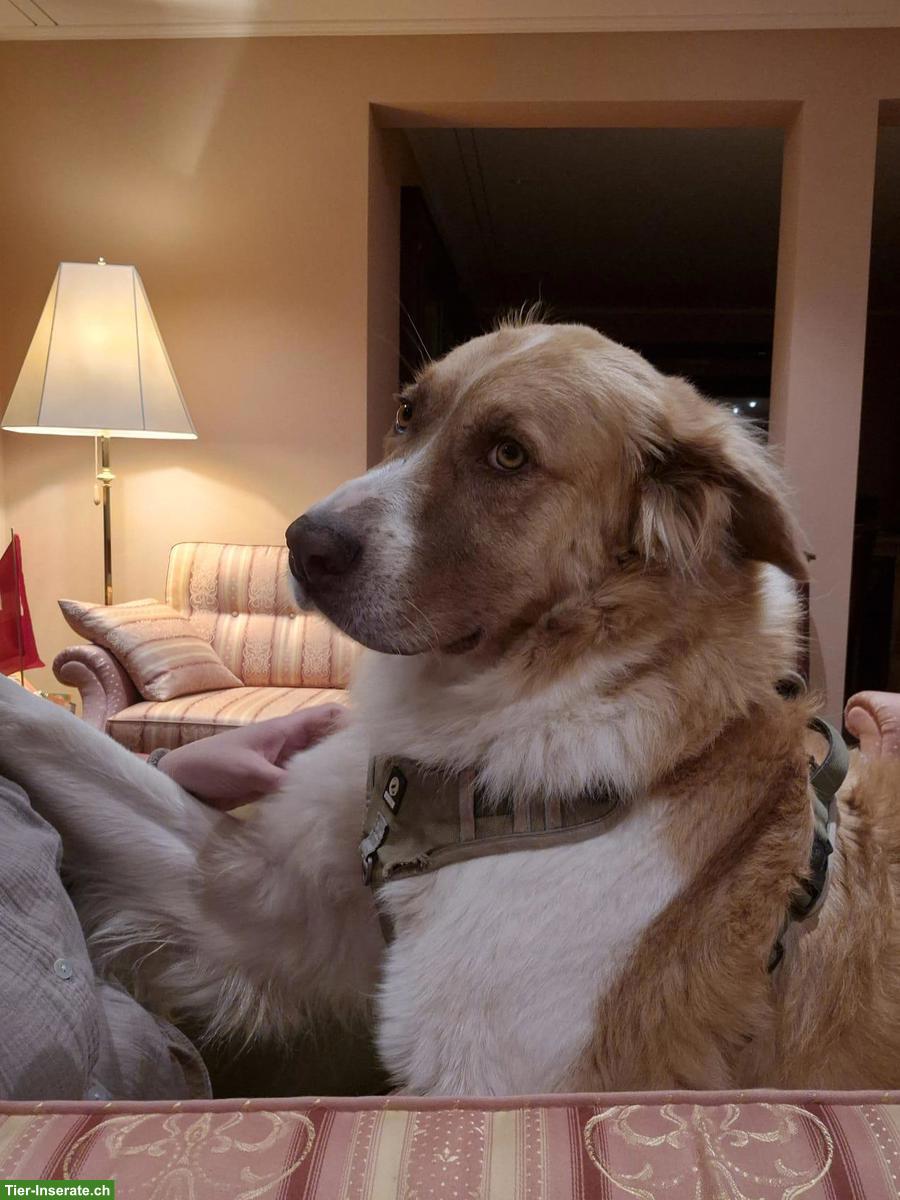 Bild 8: Rüde Simba - ein herzensguter Riese sucht seinen „Ankerplatz“