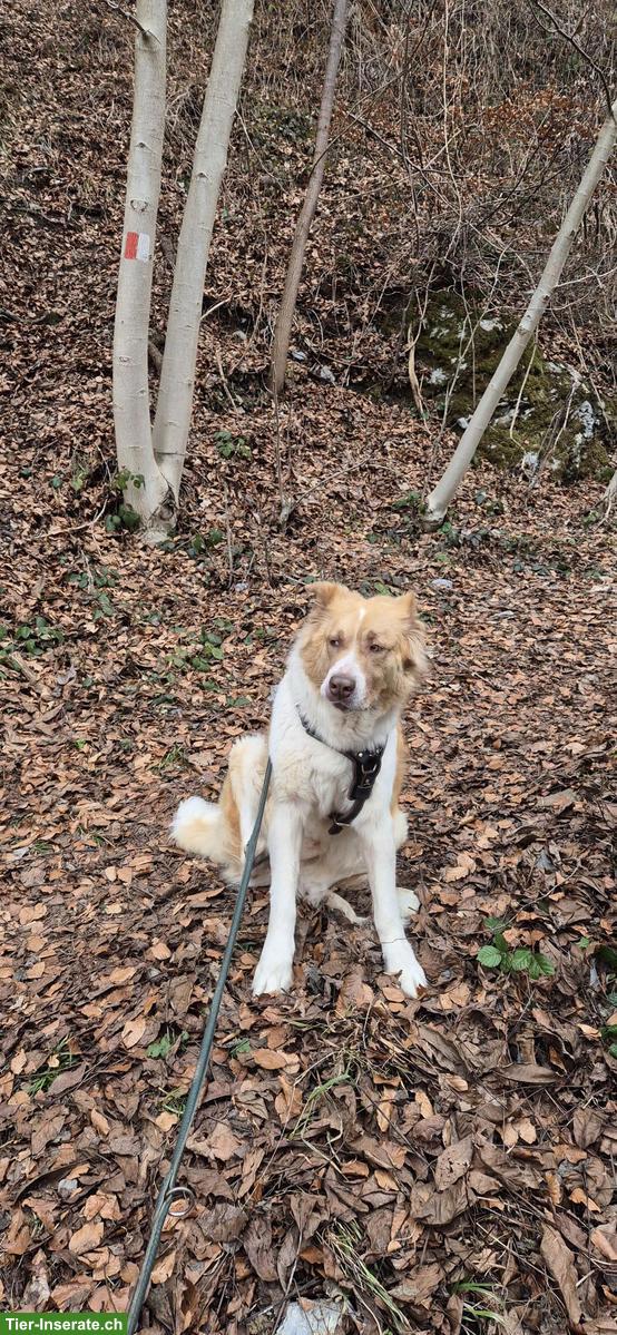 Bild 9: Rüde Simba - ein herzensguter Riese sucht seinen „Ankerplatz“