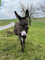 Suche Eselfreund für Eselstute Zina