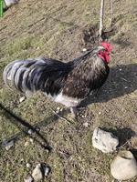 3 Hähne suchen einen Lebensplatz