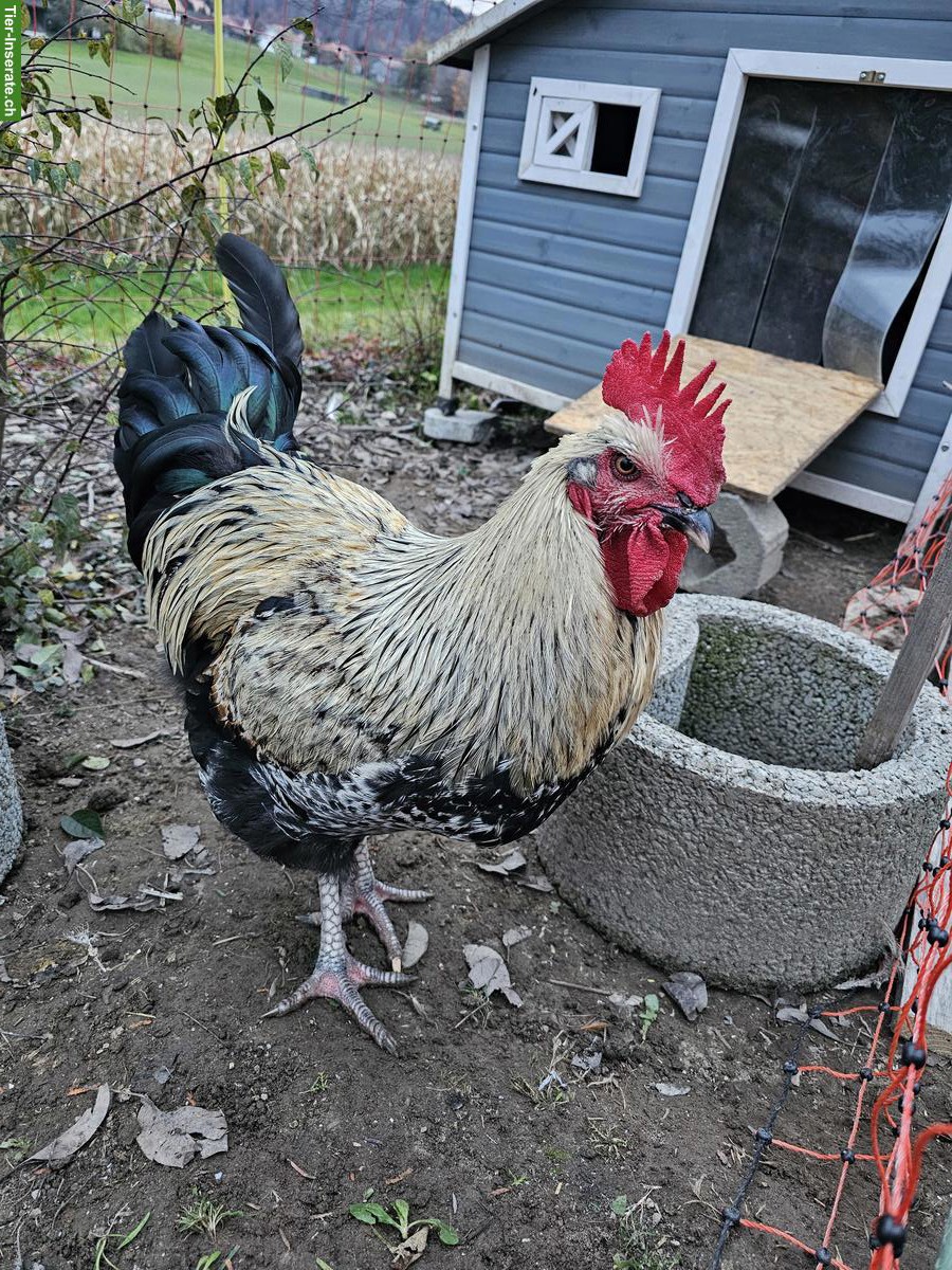 Bild 2: 3 Hähne suchen einen Lebensplatz