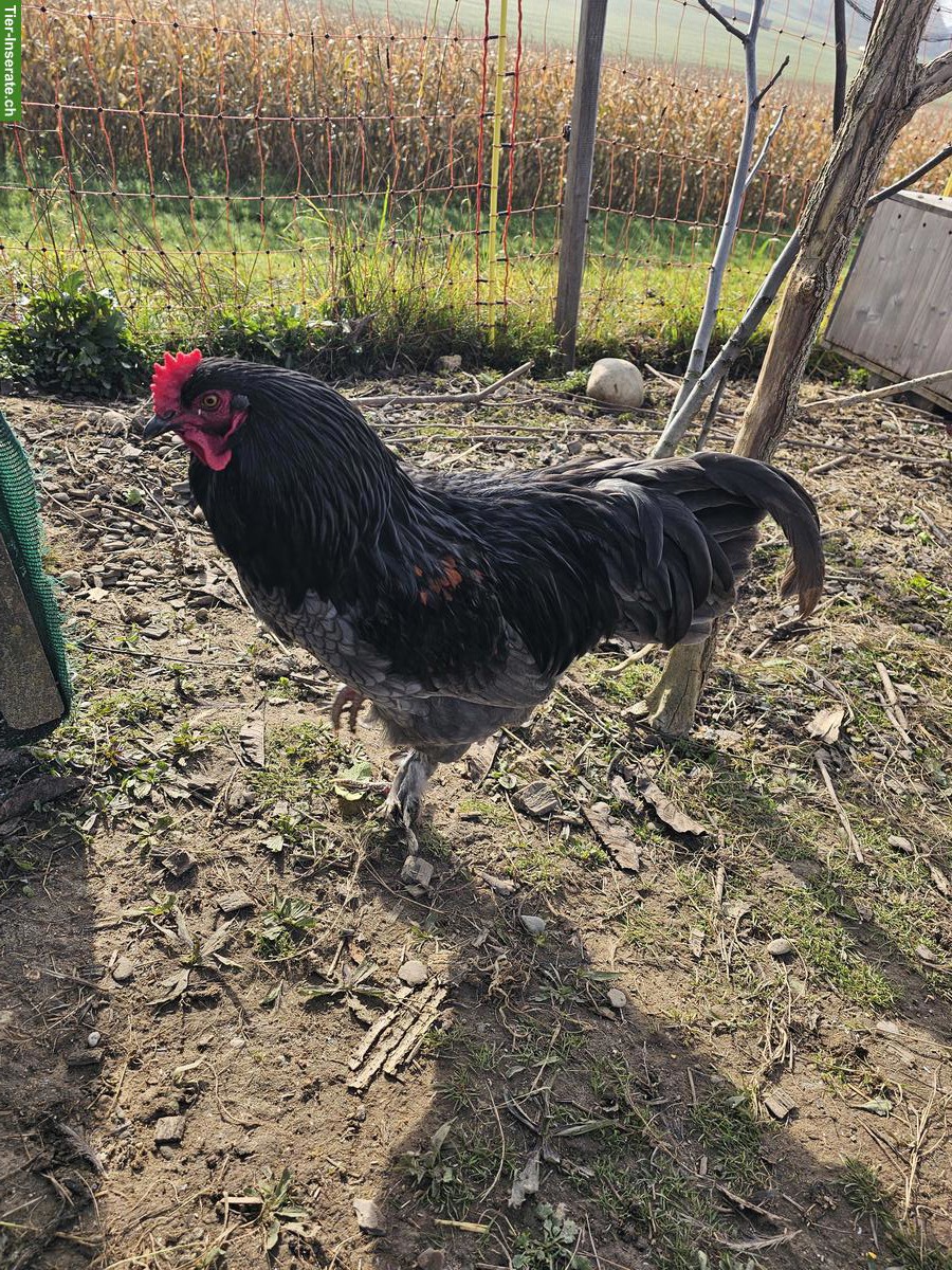 Bild 3: 3 Hähne suchen einen Lebensplatz