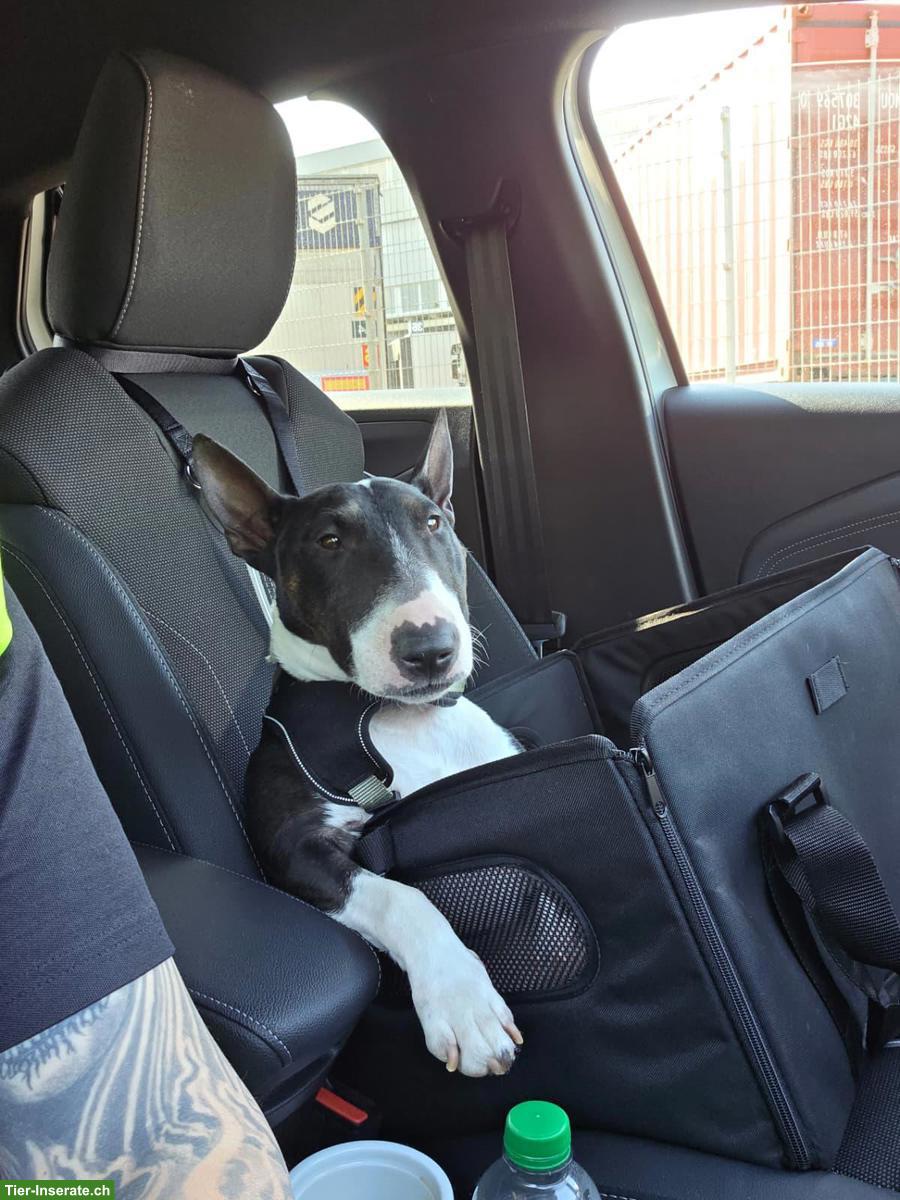 Mini Bullterrier Hündin Bonnie, 3½-jährig