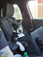 Mini Bullterrier Hündin Bonnie, 3½-jährig